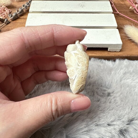 Beautiful Mini Fossil Shell - Picture 4 of 6